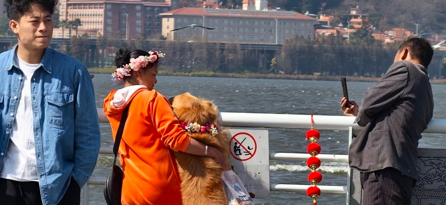 人特地给小金毛买了花环，人好，狗好