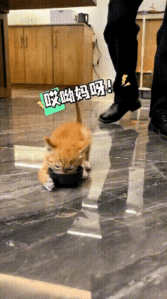 刷到这只小橘猫的视频，我来回翻着看了好几遍，实在太逗了。主人刚端来一小碗牛奶放到