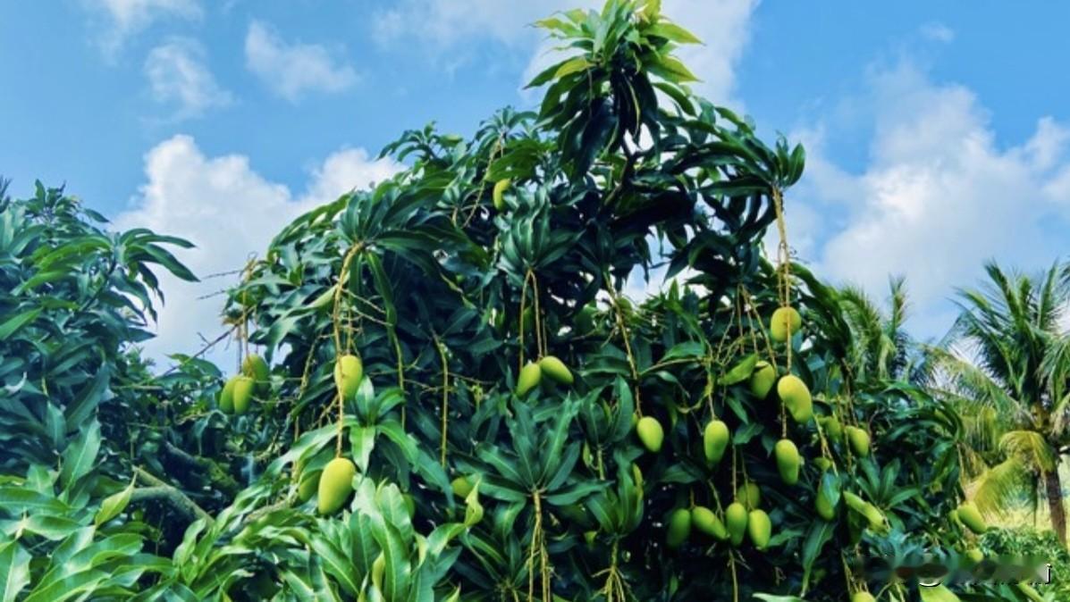 春节自驾海南必备攻略：提前3-7天预约轮渡，新能源车限18辆/航次！经典东线打卡