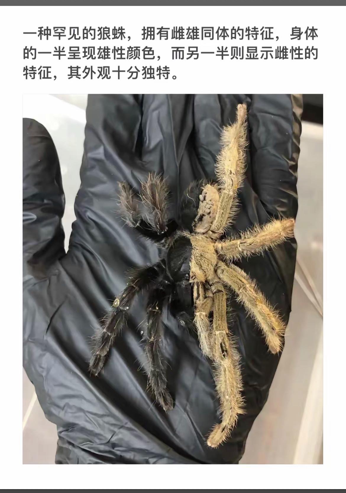 罕见狼蛛，雌雄同体，独特双色外观！