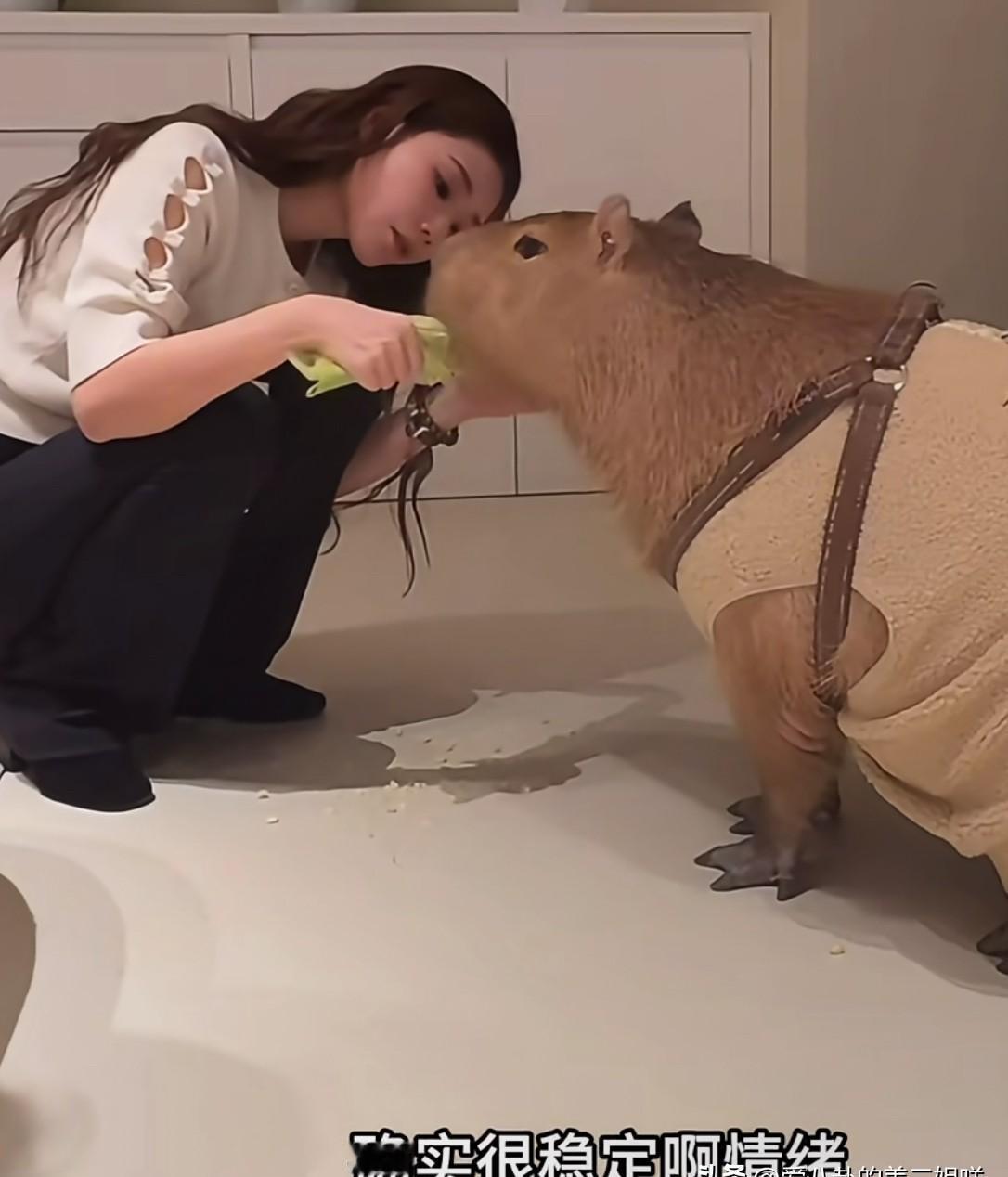 直播间蹲着喂卡皮巴拉时，商务突然插话：“别提情绪稳定”。你看见的是宠物互动，他