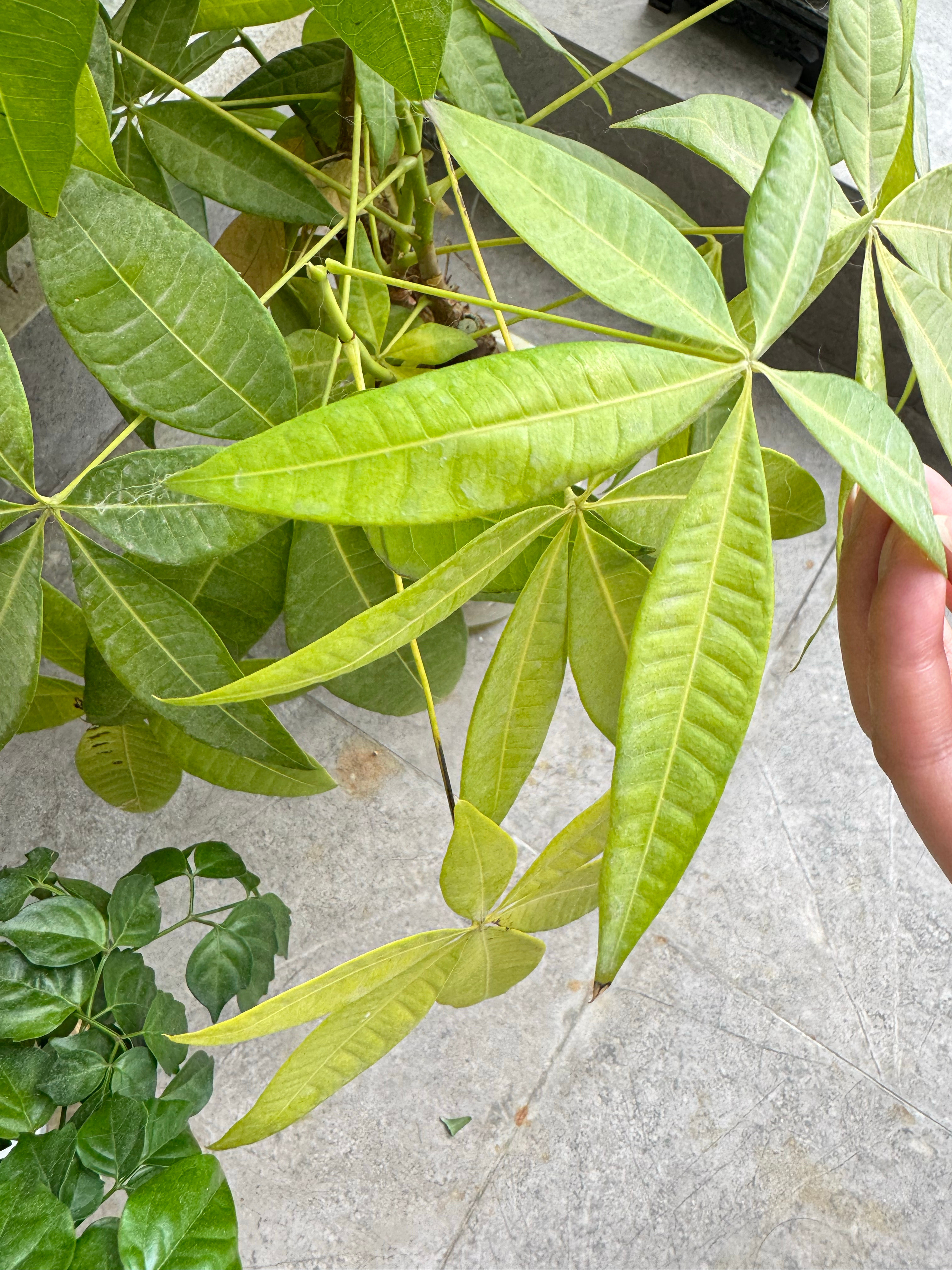 招财猫你动我发财树干什么！