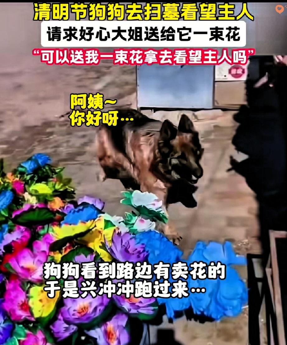 谁能想到，清明这天，一只狗狗的举动，直接看哭了无数人。近日在哈尔滨，一只狗