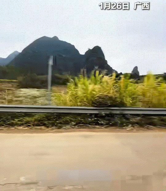 万万没有想到，外省一男子自驾游到广西，期间经过一片甘蔗地时，看到当地村民正在砍甘