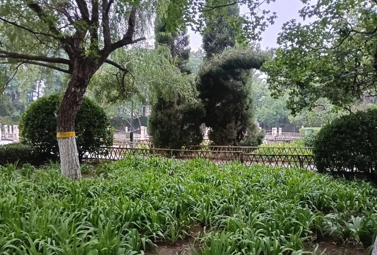 我也没有到远处去旅行，这些都是我在公园里随手拍的。我感觉附近的风景也很美啊！