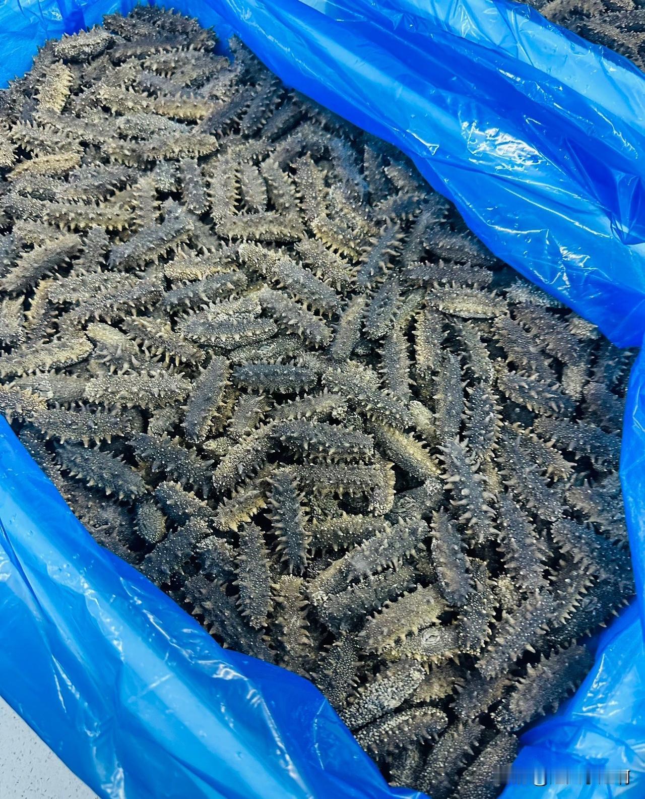 还有两份海参订单，再忙出来这两份就可以稍微的喘口气。这几天白天晚上家里不停歇的