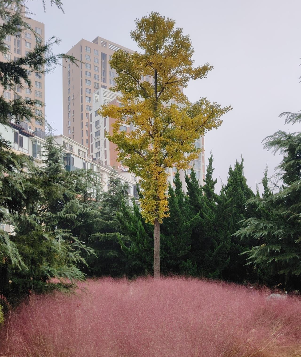 据青岛气象预报，本周将由三股冷空气影响青岛，部分地区会有雨雪和冰冻。从明天（11