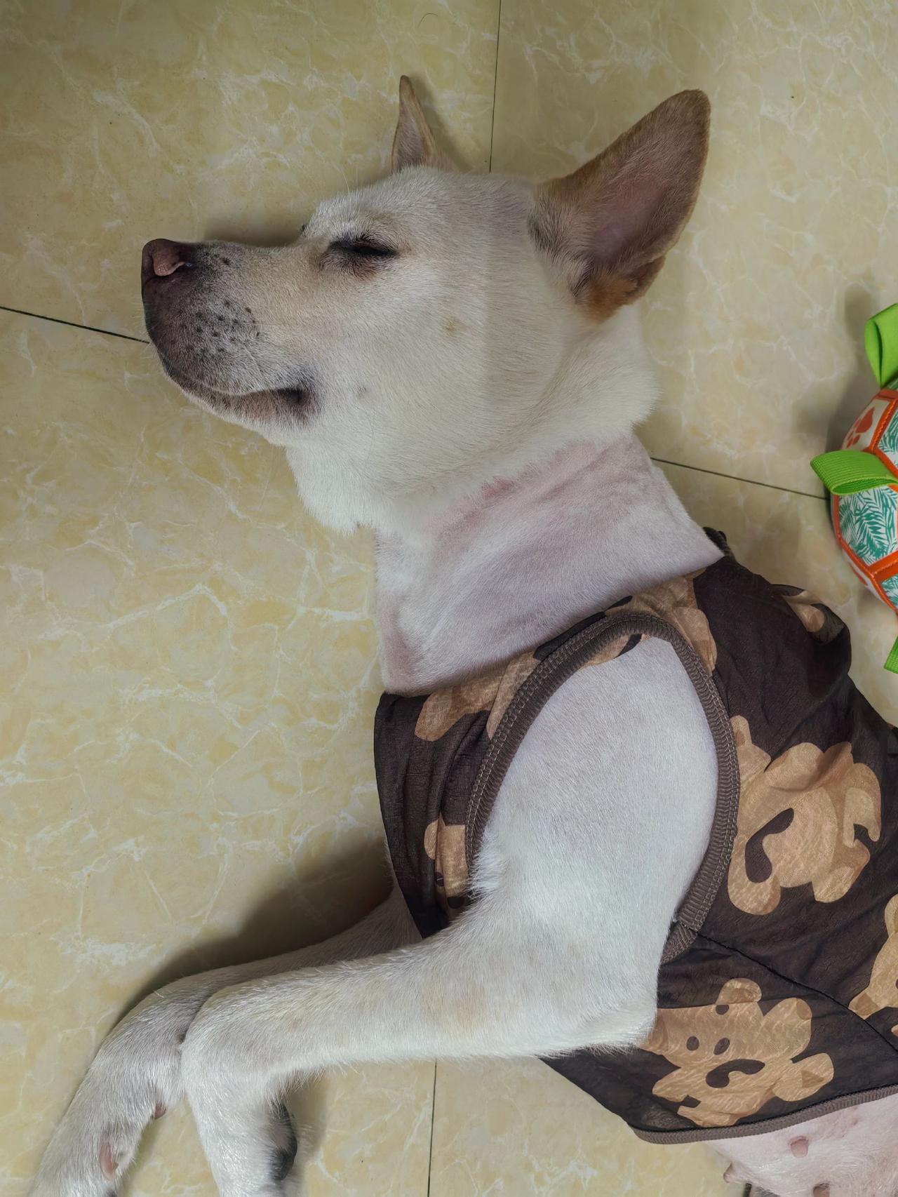 猜猜她都梦到了啥？家有萌宠宠物萌宠出道计划中华田园犬