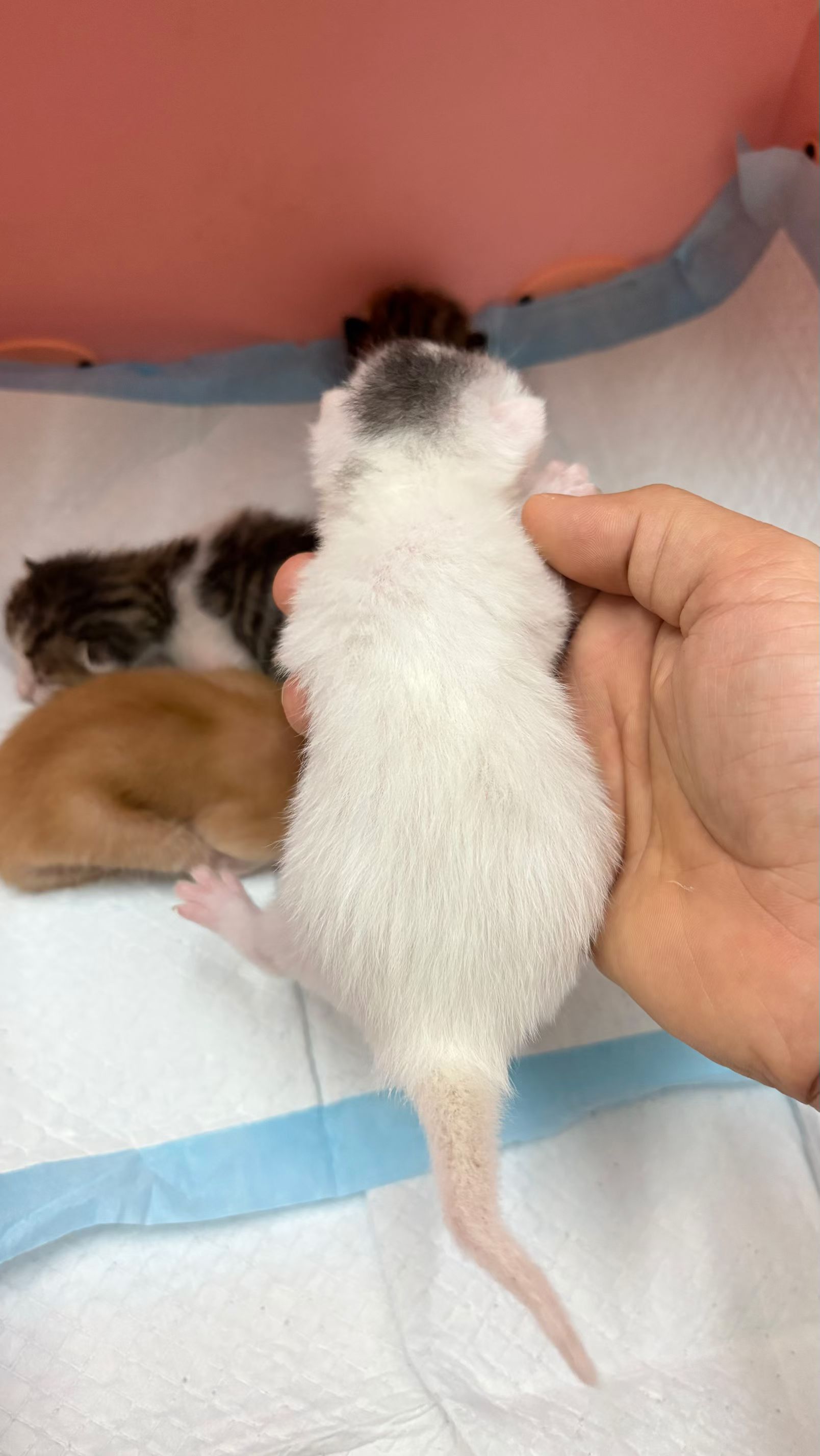 嗦它，来，排队。。猫萌宠
