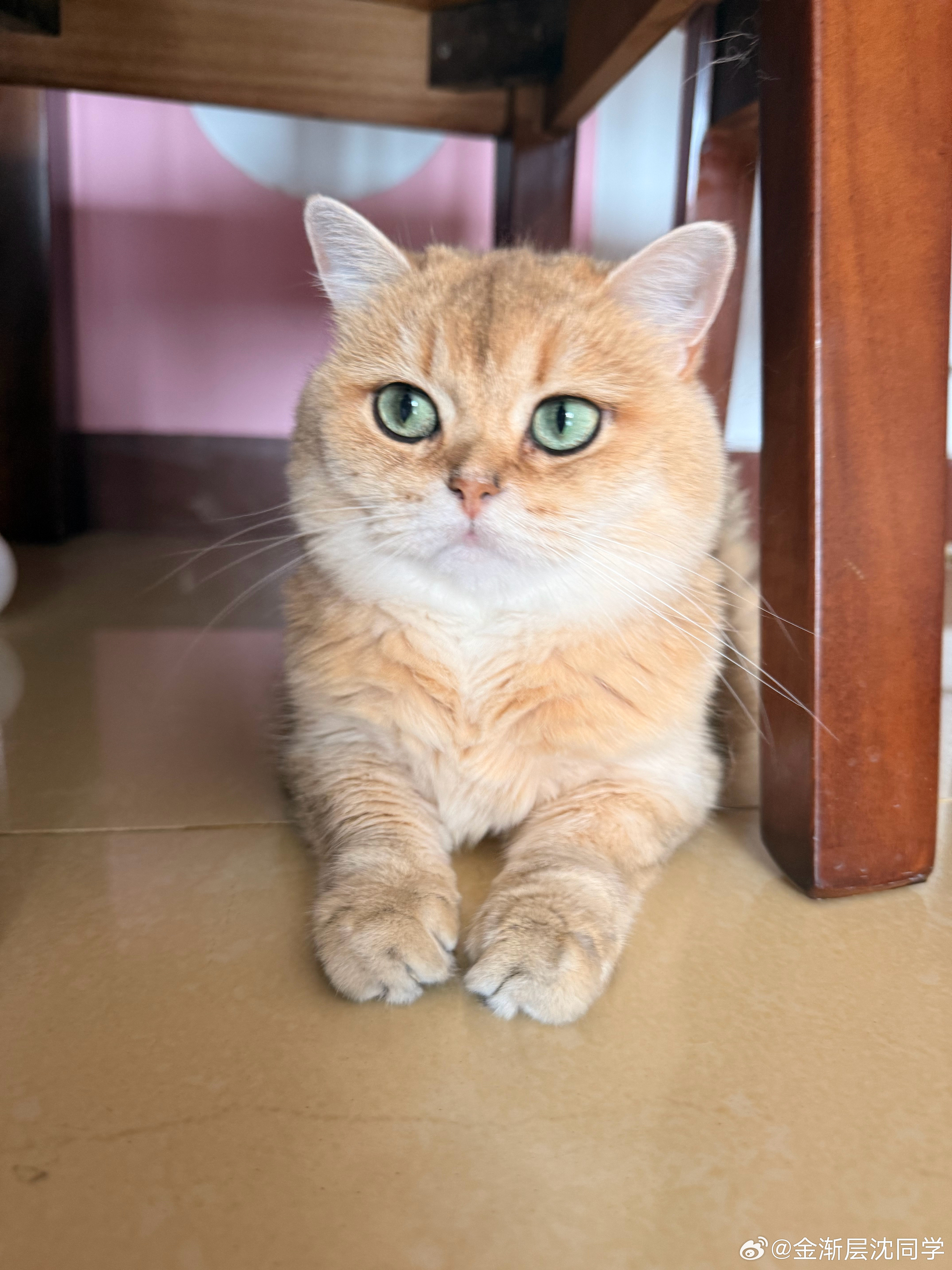 猫猫刷新位已更新萌宠猫咪