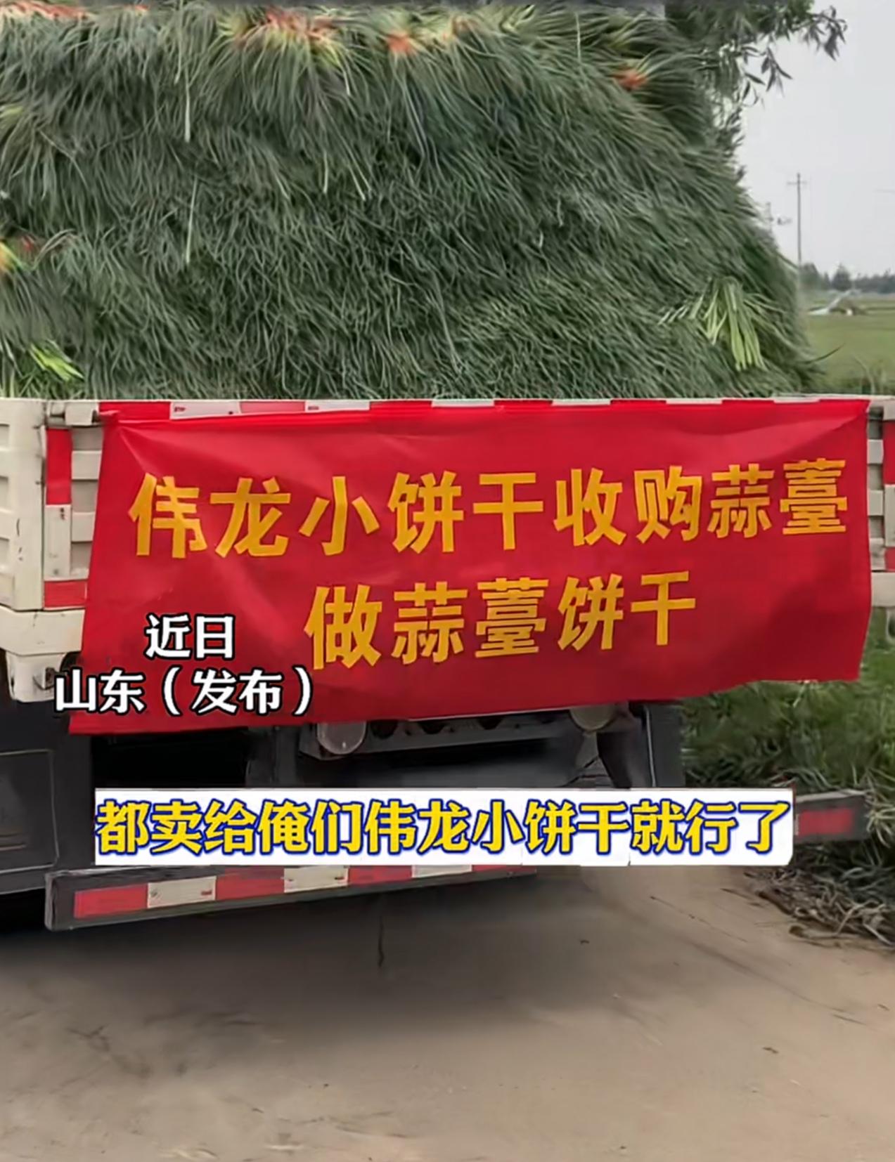 蒜苔味的小饼干你会吃吗？在山东和河南蒜苔泛滥的季节，伟龙终于出手了，向农户收购了