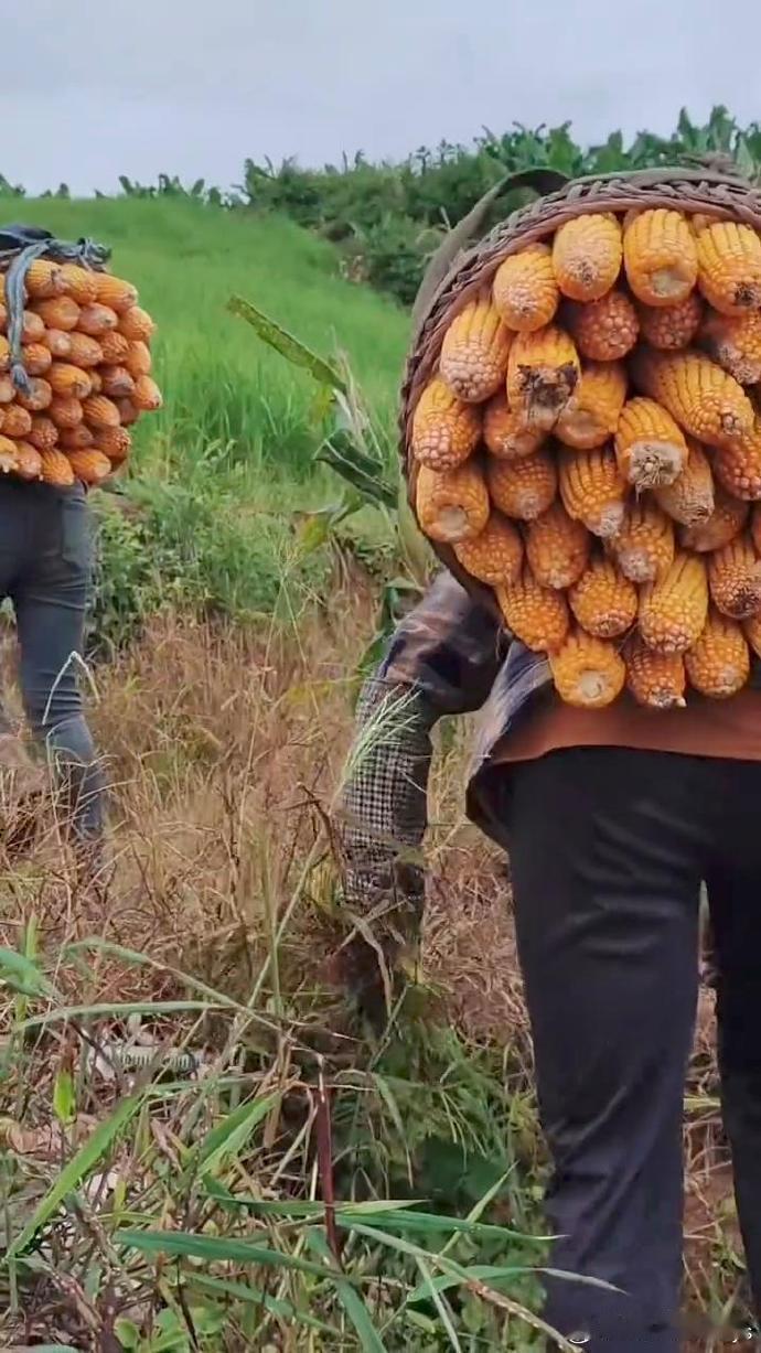 今日随大姨下地收玉米，见其独特方式：倒背而行。心中疑惑，如此行走，到家时玉米岂不