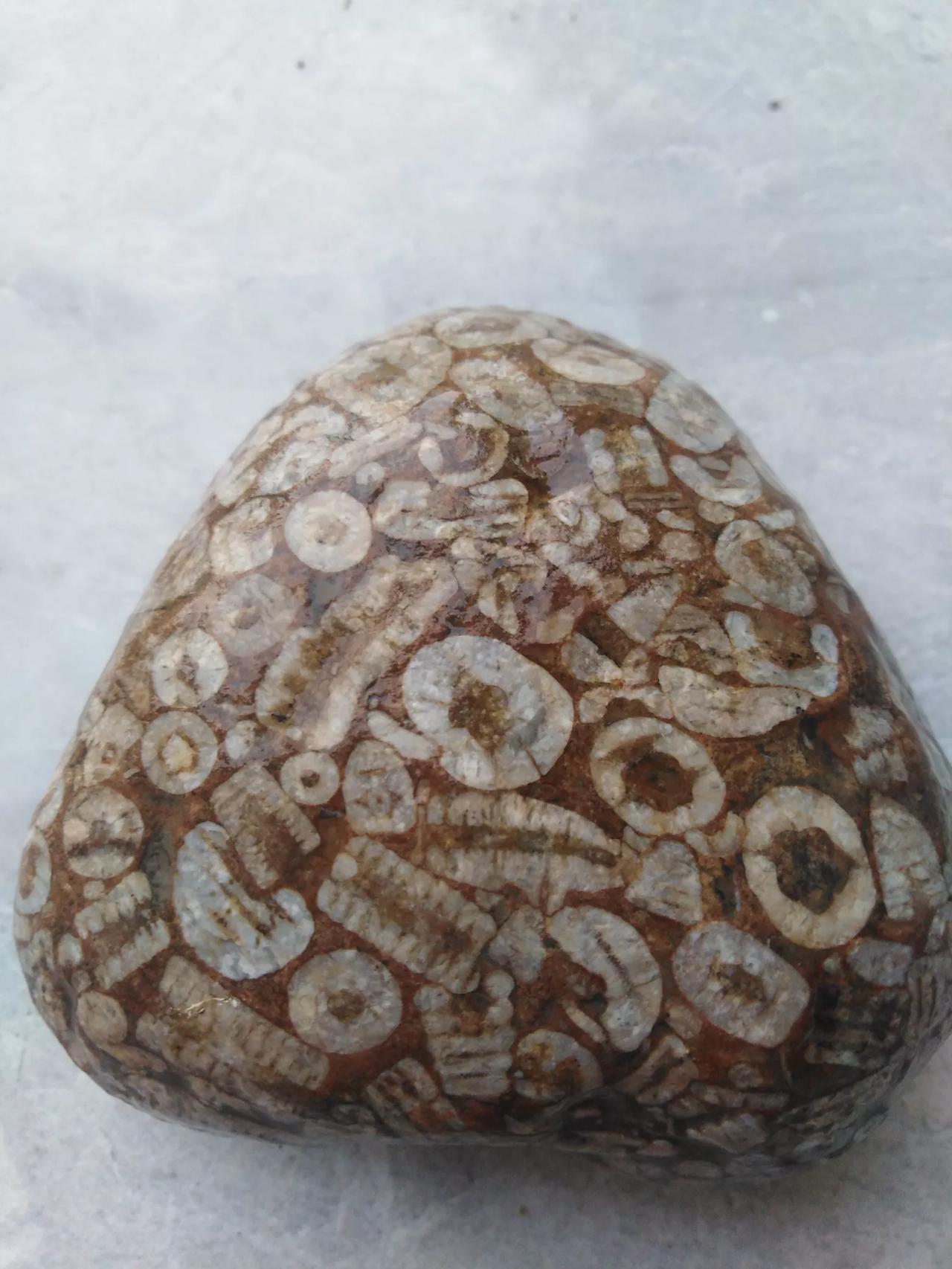 运气很好，捡拾了一块化石，应该是海洋生物化石，但苦于孤陋寡闻，根本辨认不出是何物