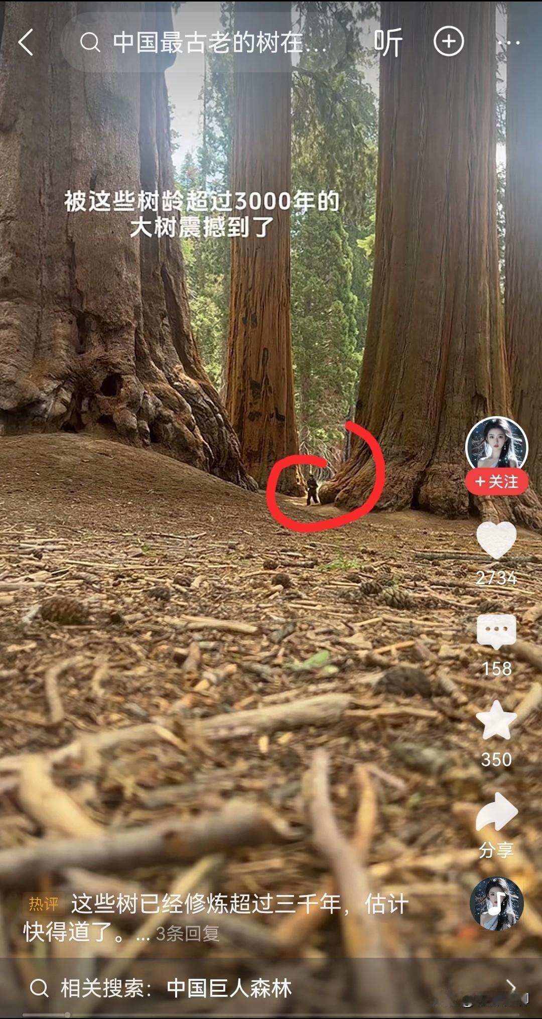 看到国外这个大树，真是太震撼了，与之相比人类简直太渺小了，有种恍如隔世的错觉，估