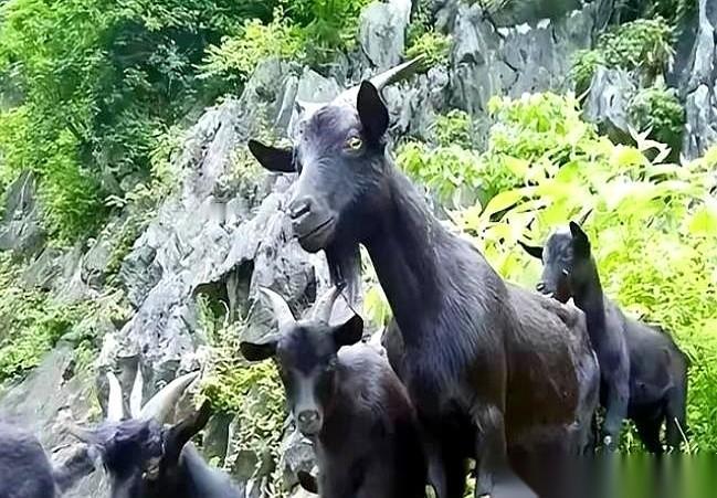 他叫“孤独的乔治”，是这个星球上最后一只平松岛象龟。2012年，他死了。一个活