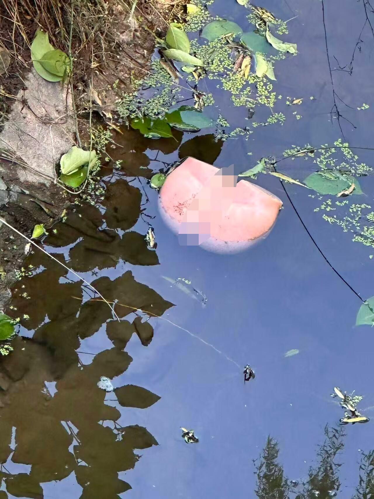 一学校旁边的水塘里出现这么个东西，也看不清楚是什么？