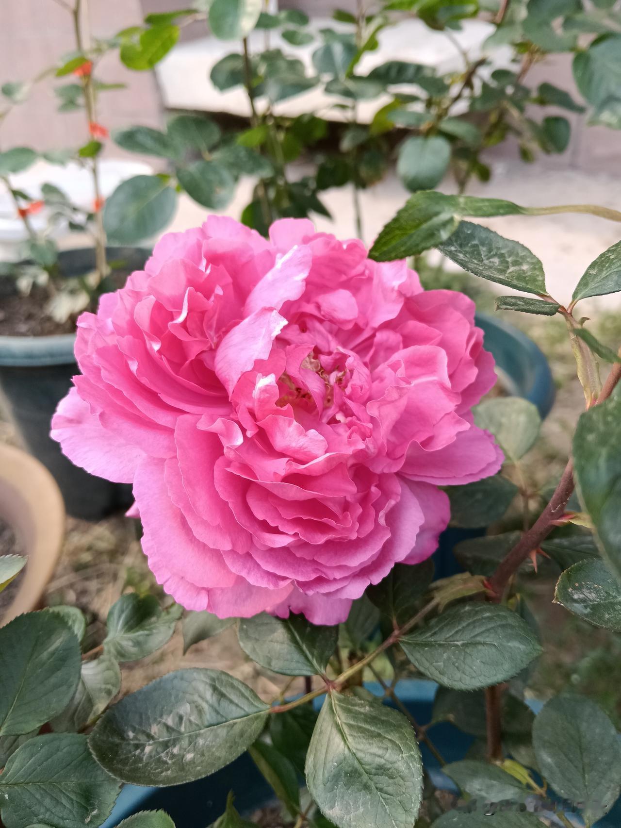 中年女人若想旺自身运势，一定要谨记这六点：1.别逢人就笑，笑容要适度。过度热情