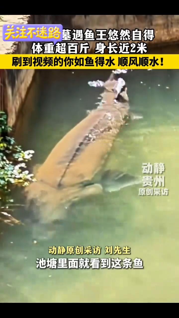 墓遇鱼王悠然自得，体重超百斤，身长近2米。动静原创采访刘先生。近日，贵州威宁