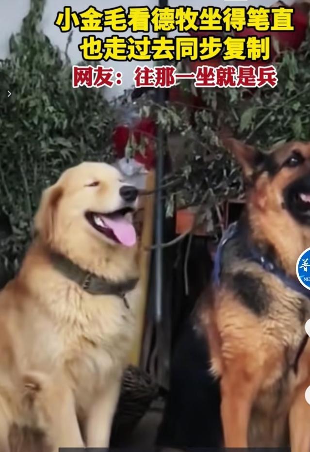小金毛模仿德牧端正坐姿，氛围感直接拉满气场十足的德牧端坐在一旁，身姿挺拔，