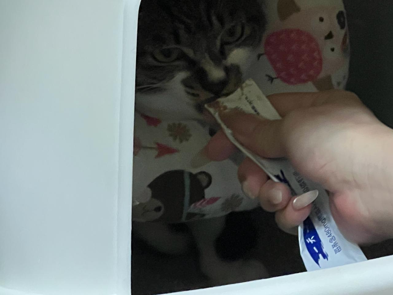 小茄子真的好喜欢待在猫砂盆里，不知道是不是因为觉得这里最有安全感。蹲在里面小小