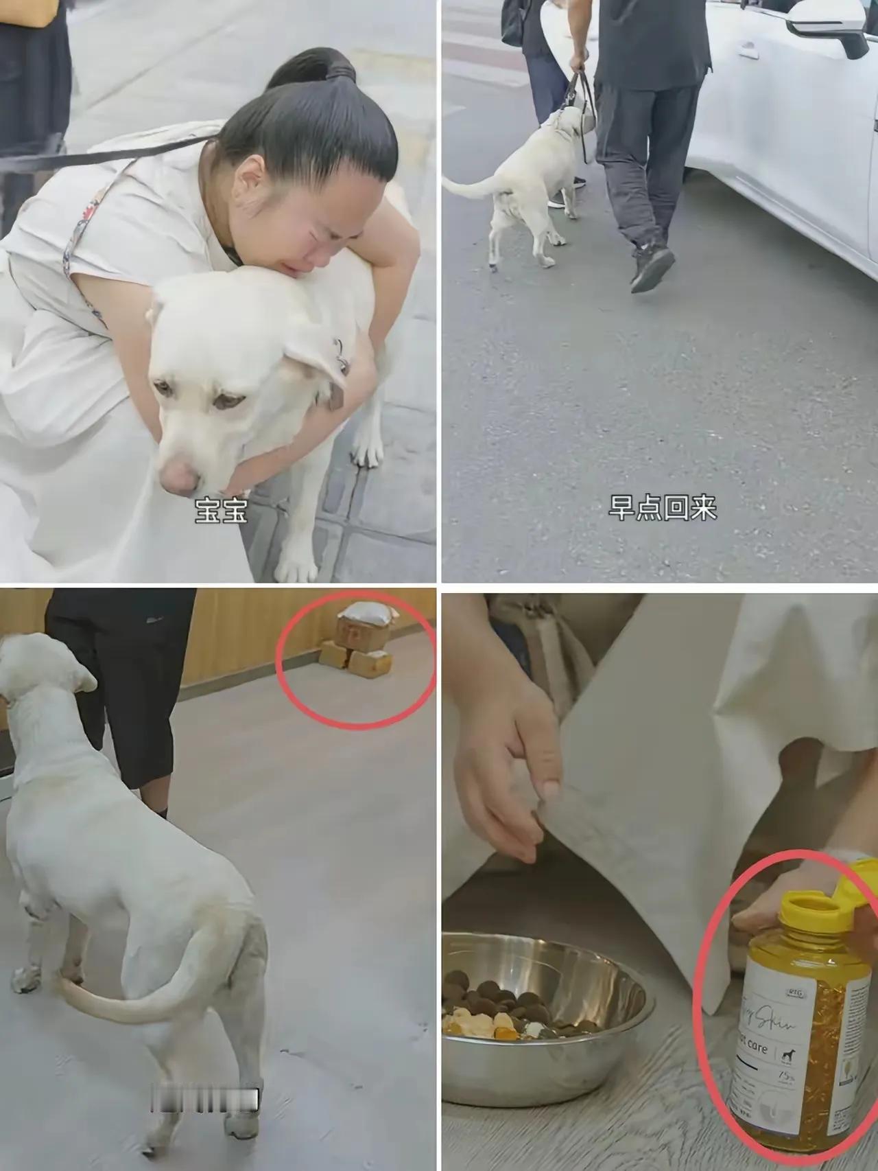 导盲犬事件就是无耻的可耻的摆拍作秀。