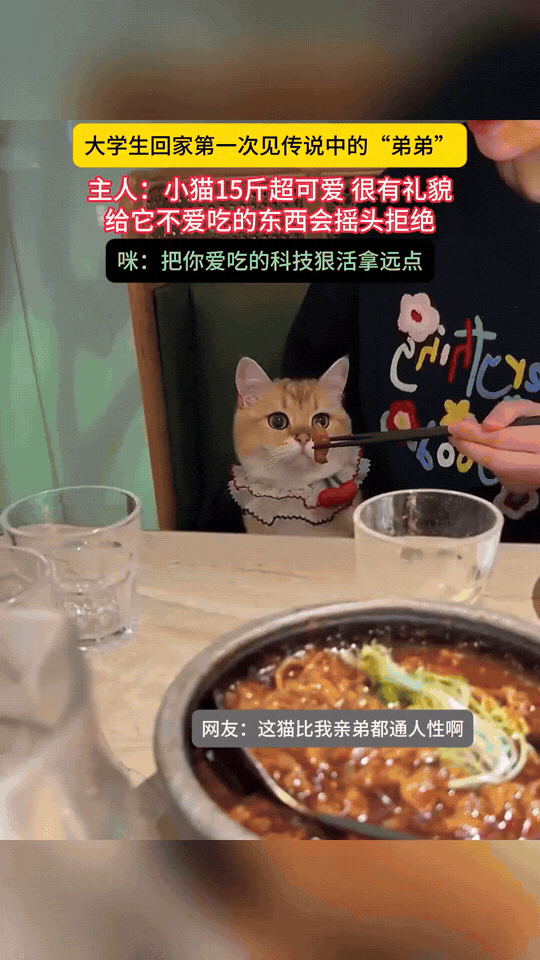 这只小猫也太有礼貌啦！遇到不爱吃的食物，不会扑咬闹脾气，只会轻轻摇头拒绝。大学