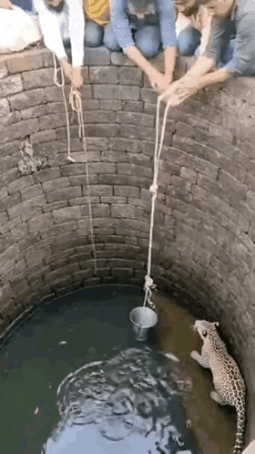 一群人救豹子，豹子没救到。还搭进去了