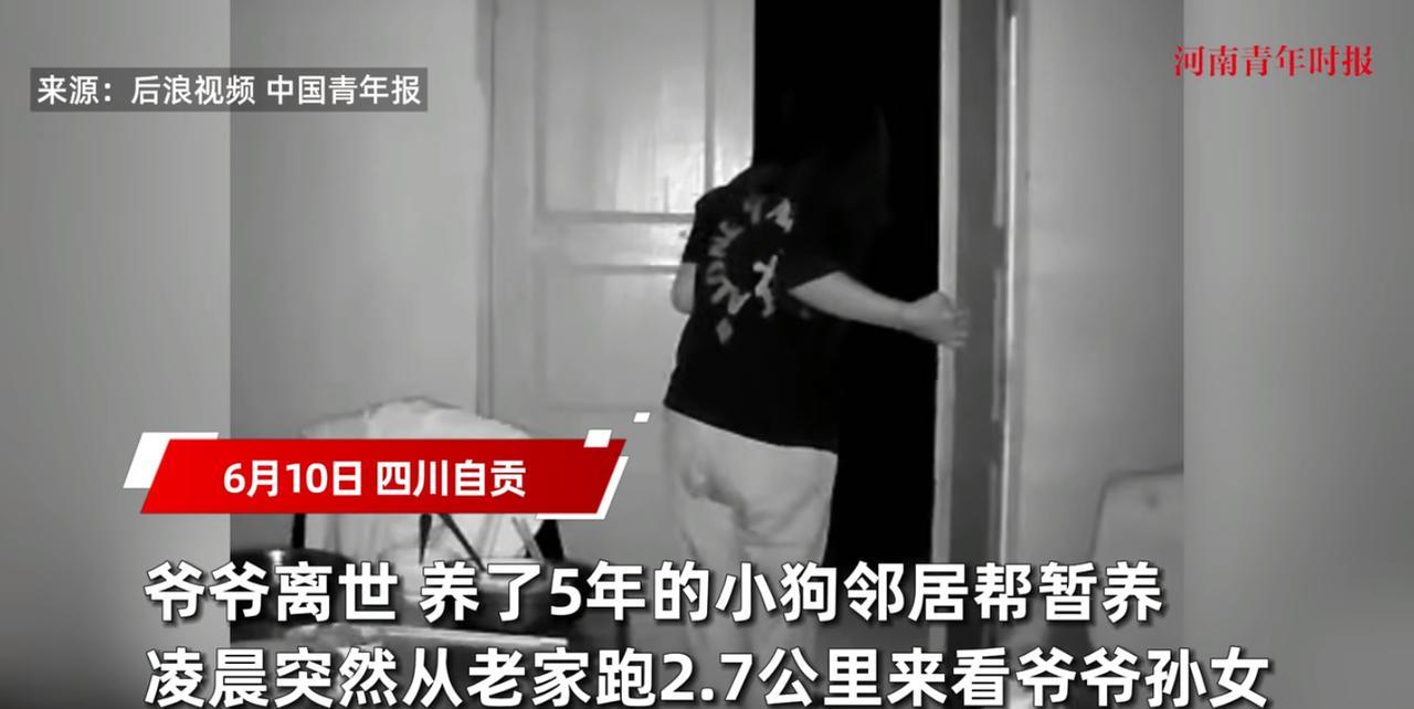 “万物皆有灵！”6月10日，四川自贡，一位老人猝然离世，家里养的小狗竟然凭记忆和
