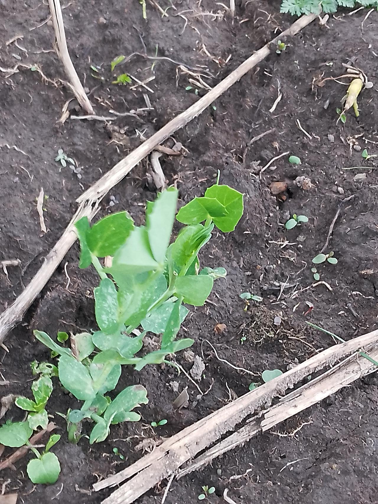 我懂你这种盼着豌豆尖能吃的心情！豌豆尖从播种到能吃的时间，得看具体种植环境。要是