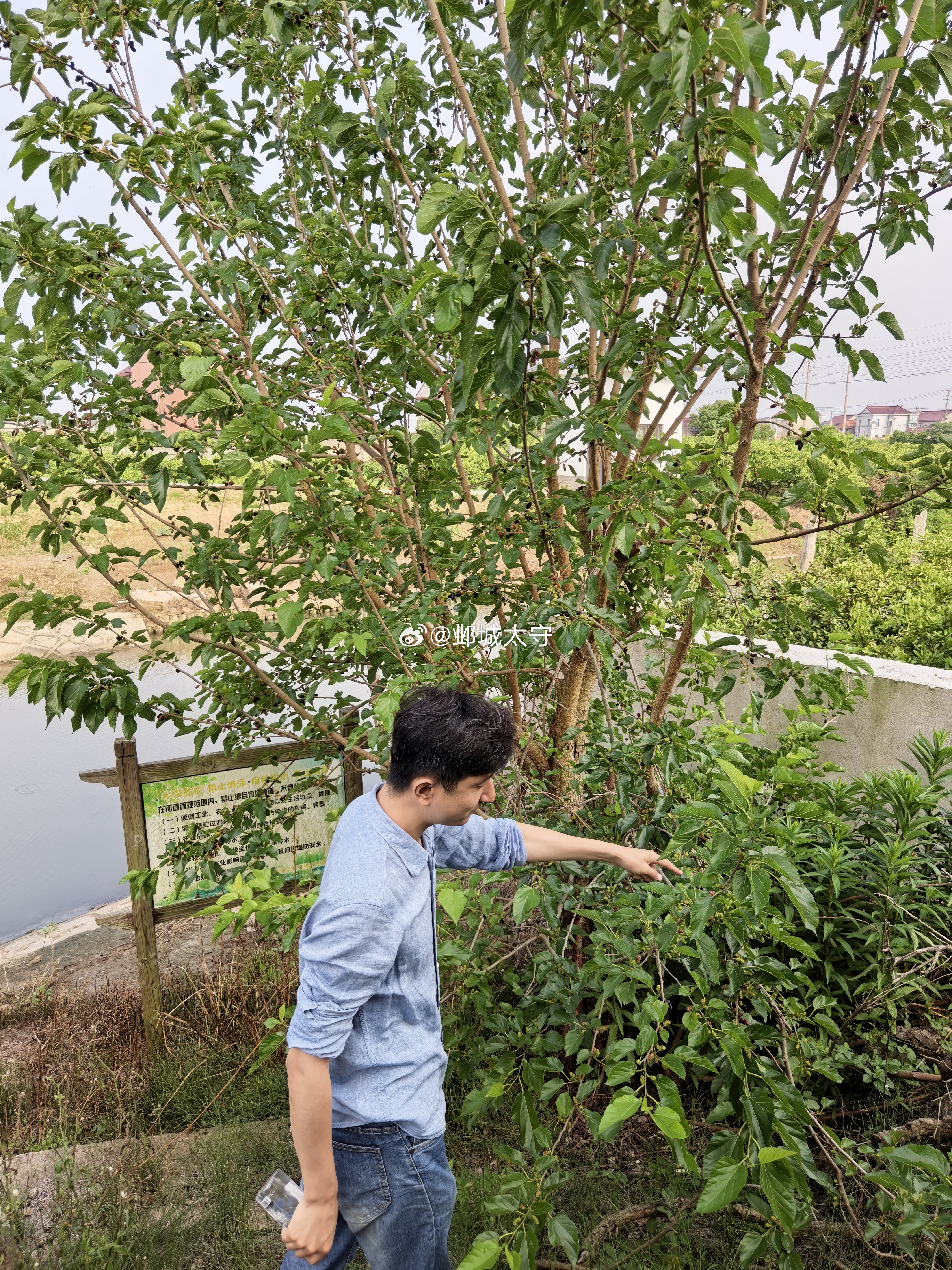 上周抽空去了长兴岛，散散身上的浊气，岛上到处是桑树，估计是鸟儿吃完桑葚后把种子播