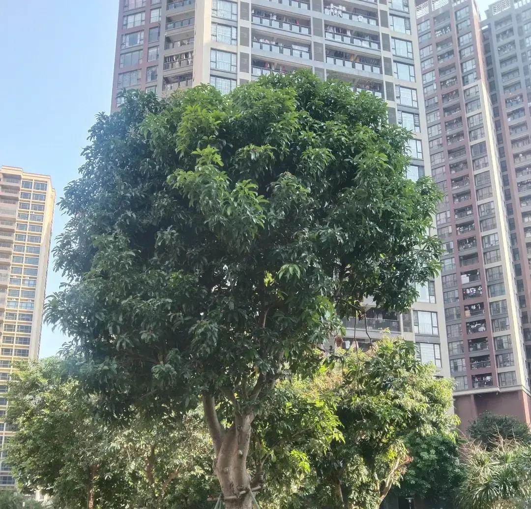 他放弃了薪水高出三分之一的“铁饭碗”。就今天，军队文职体检截止。同事的儿子