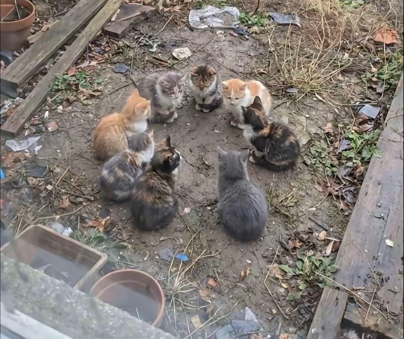 猫狗开会