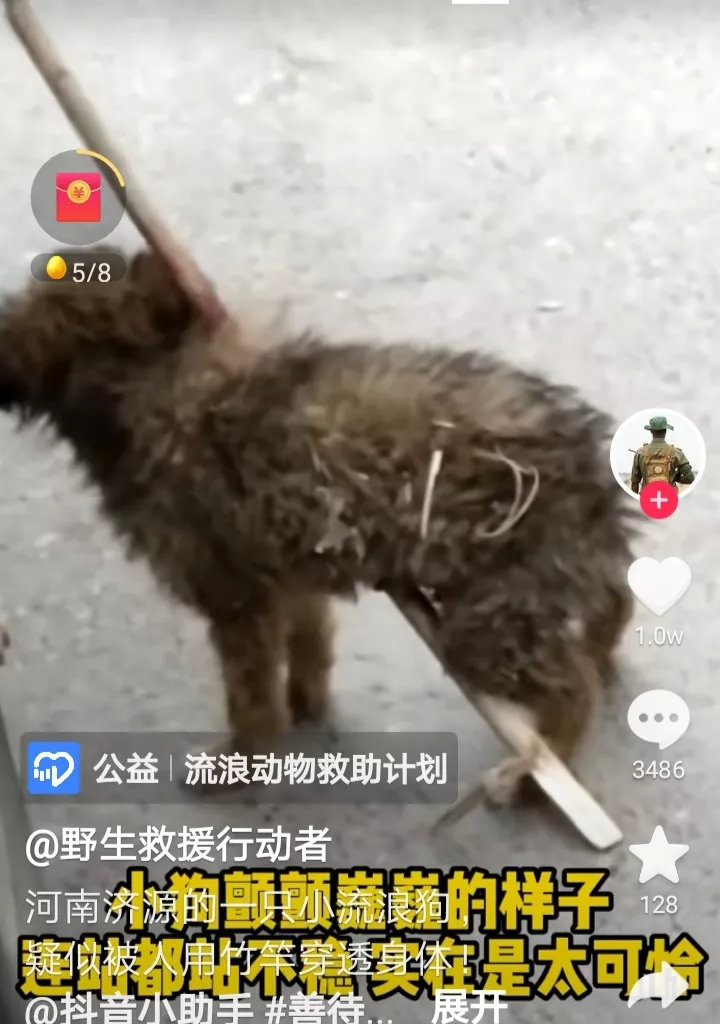 河南济源一只只有几个月大的流浪狗，被人用竹竿贯穿身体，被好心人发现紧急抢救，可还