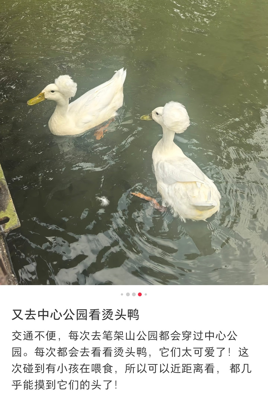 凤头白鸭，造型好时尚啊[笑着哭]​​​
