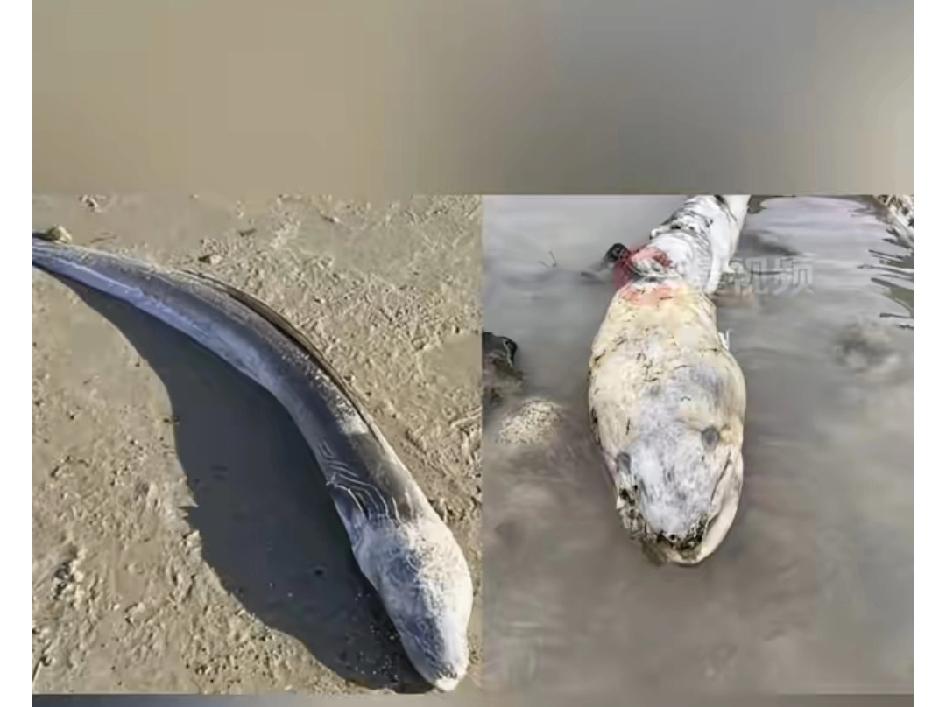 英国海滩惊现“深海巨兽”！灰蓝巨体酷似外星生物，真相竟是它海岸惊现未知巨物