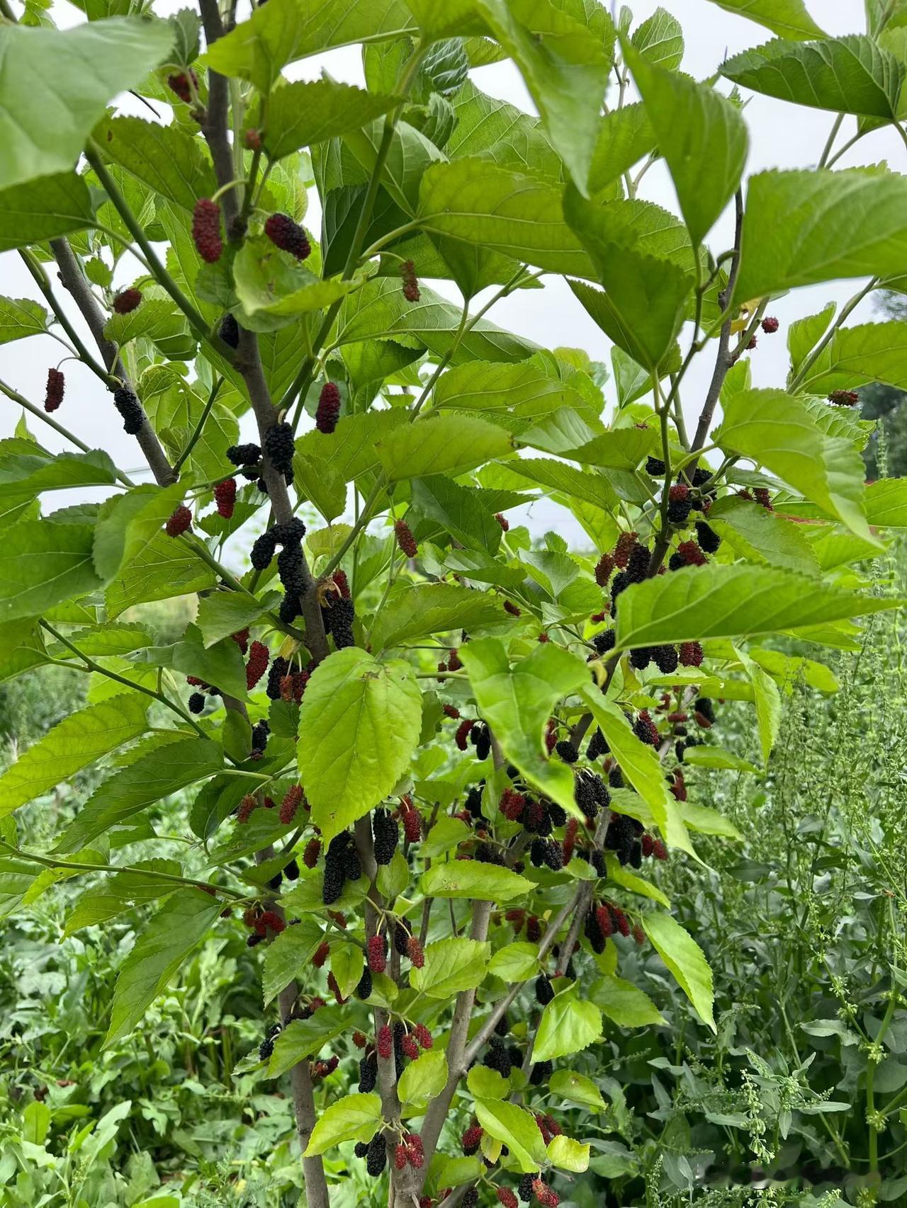 凤翔马村桑葚桑葚实拍山野桑葚户外采桑葚山桑葚南方的桑葚宝桑园桑葚桑葚