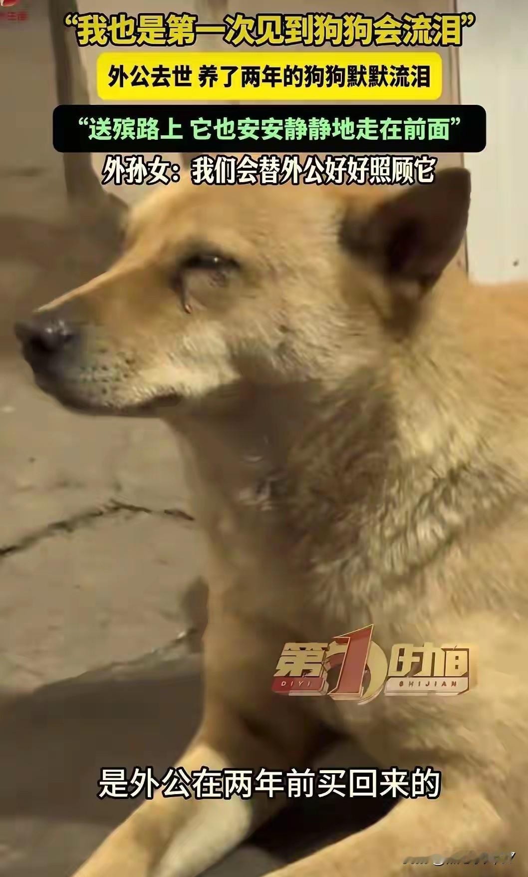 万物有灵，动物的深情，往往比人更纯粹、更戳心。一户人家家中老人不幸离世，全