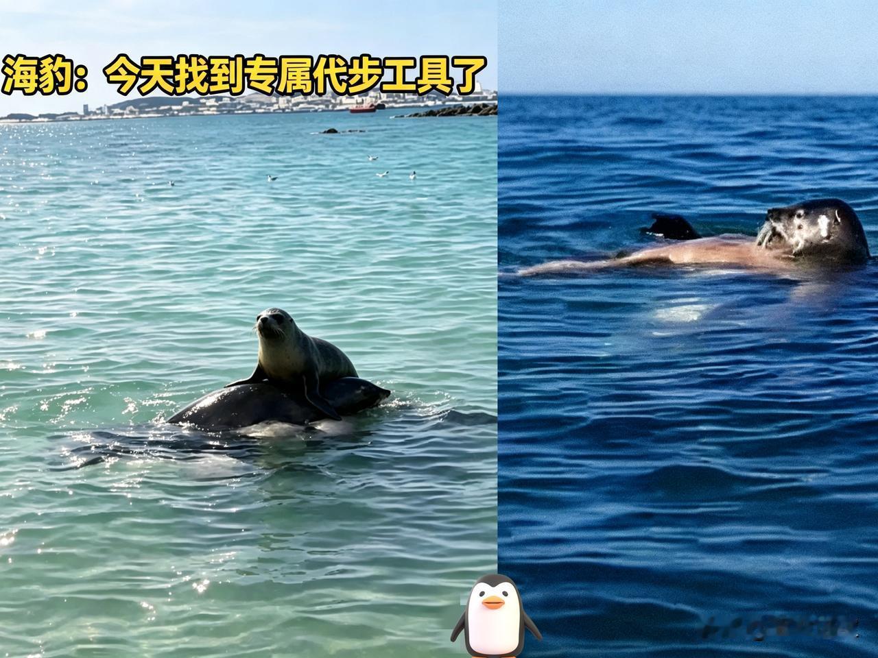 大连一位大哥在大海里正游得起劲，后背突然“啪”地一沉，回头一看差点没给整破防：网