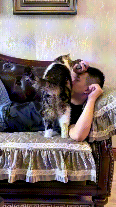 在猫咪的眼里，主人一躺到沙发上，那就是要睡觉歇着了，它就得过来陪着。哪知道主人