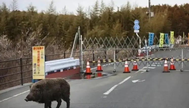 日本福岛核废区野猪变成“超级猪”福岛核废区的野猪，真的成了“超级猪”！不是