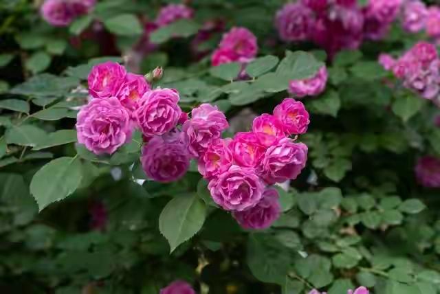 儿媳坚守AA制：谁的父母谁照顾宋颖婚后因拒绝拿出10万嫁妆帮婆家还债，被