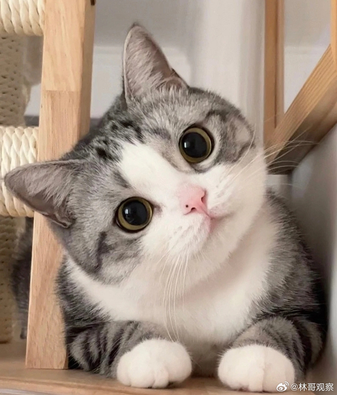 郁金香差点害了一条猫命差点因为一束花，失去我的猫。朋友家猫前阵子突然高烧肝损，不