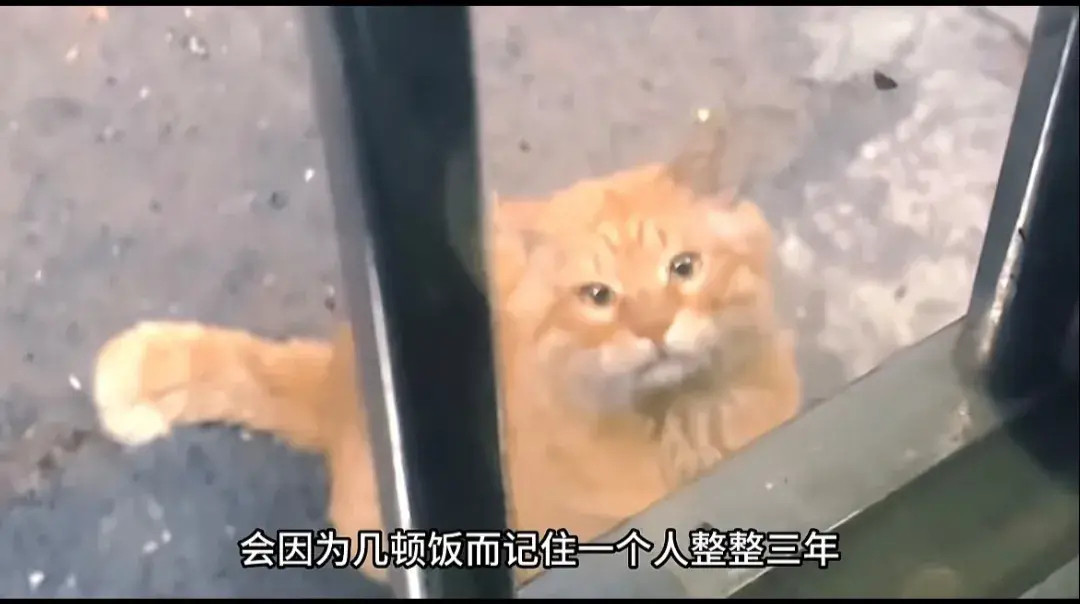 一位小姐姐分享，最近老是有一只橘猫欺负自己家的猫咪滚滚，小姐姐对它挥舞着拳头👊