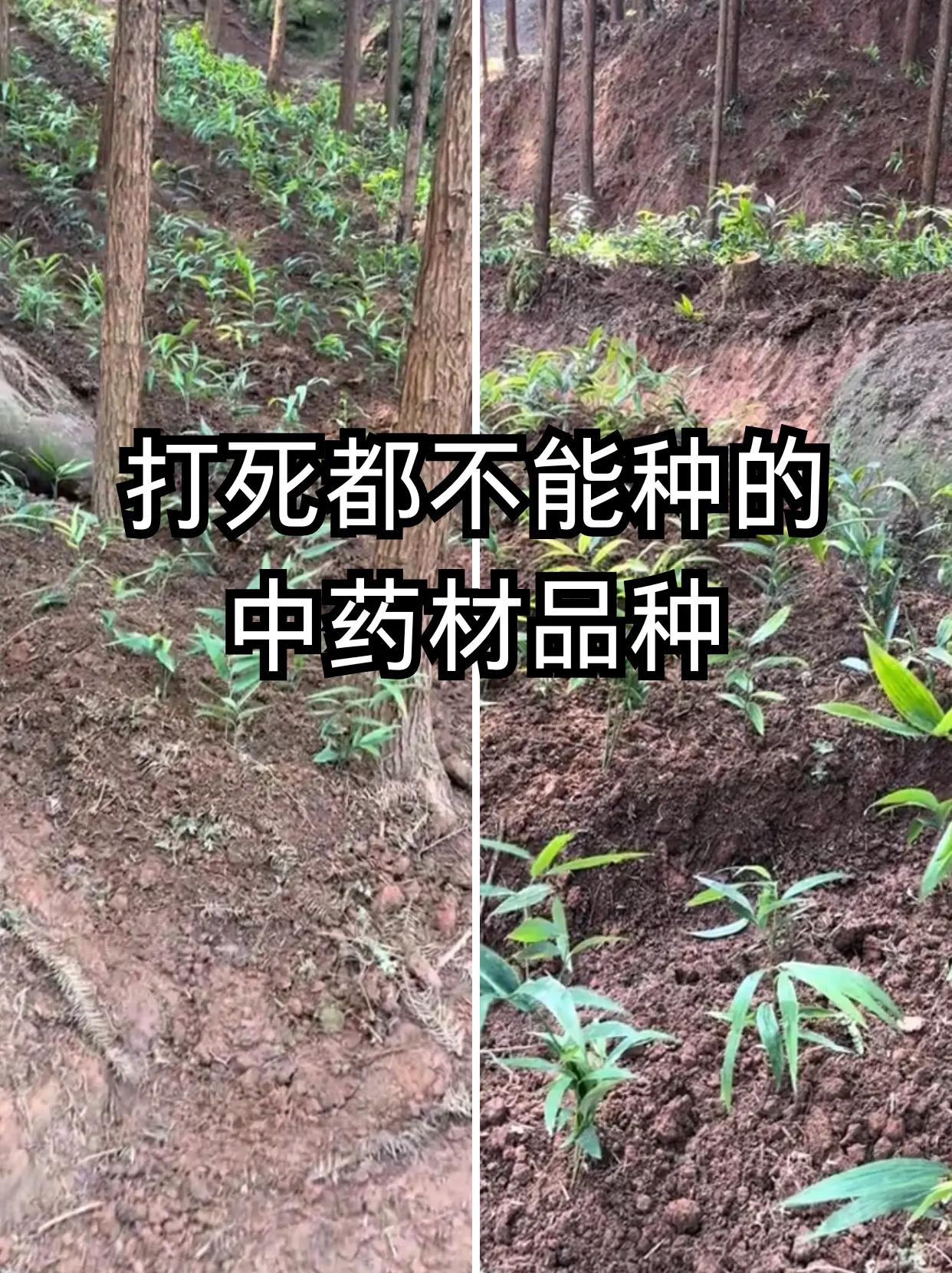 打死都不能种的中药材品种！。中药材品种中药材种植风险极高、新手切勿盲目入手的