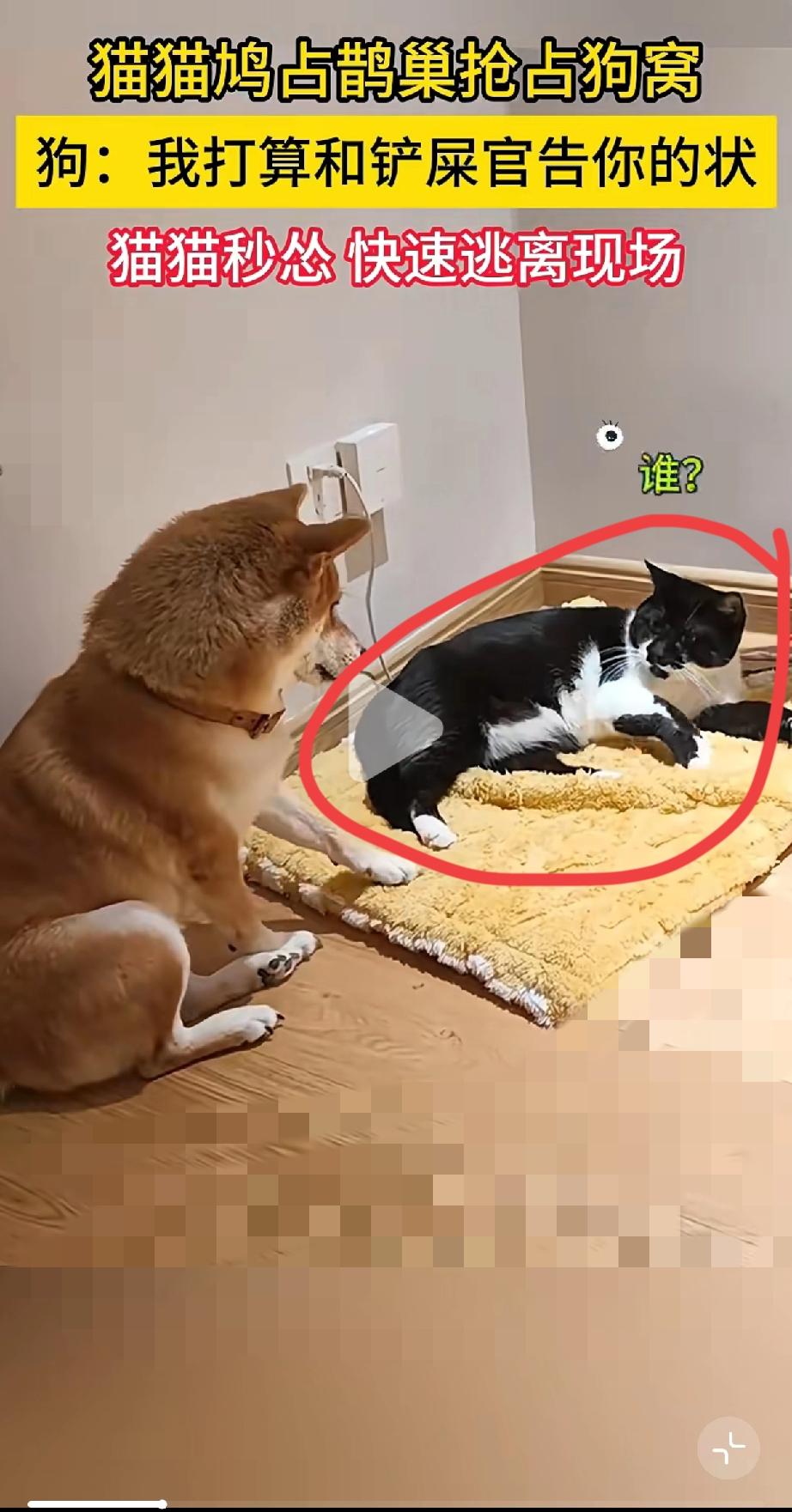 猫咪的“生存智慧”：看懂规则比硬刚更厉害你敢信？家里猫把狗