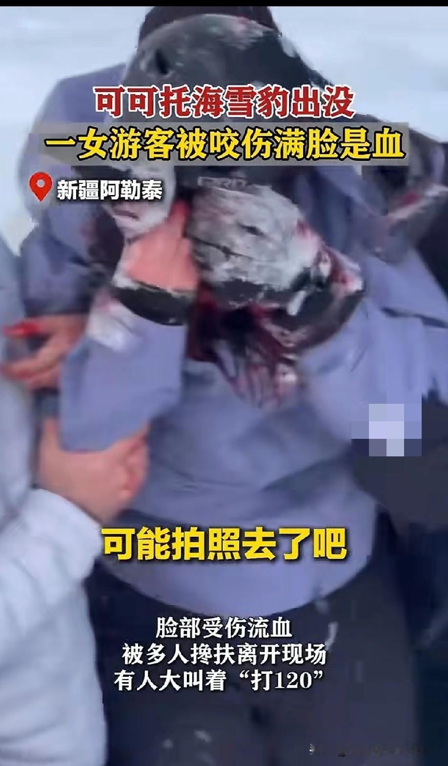 揪心！可可托海“呆萌雪豹”突袭拍照小仙女，血溅雪地！可可托海的雪地里，小仙