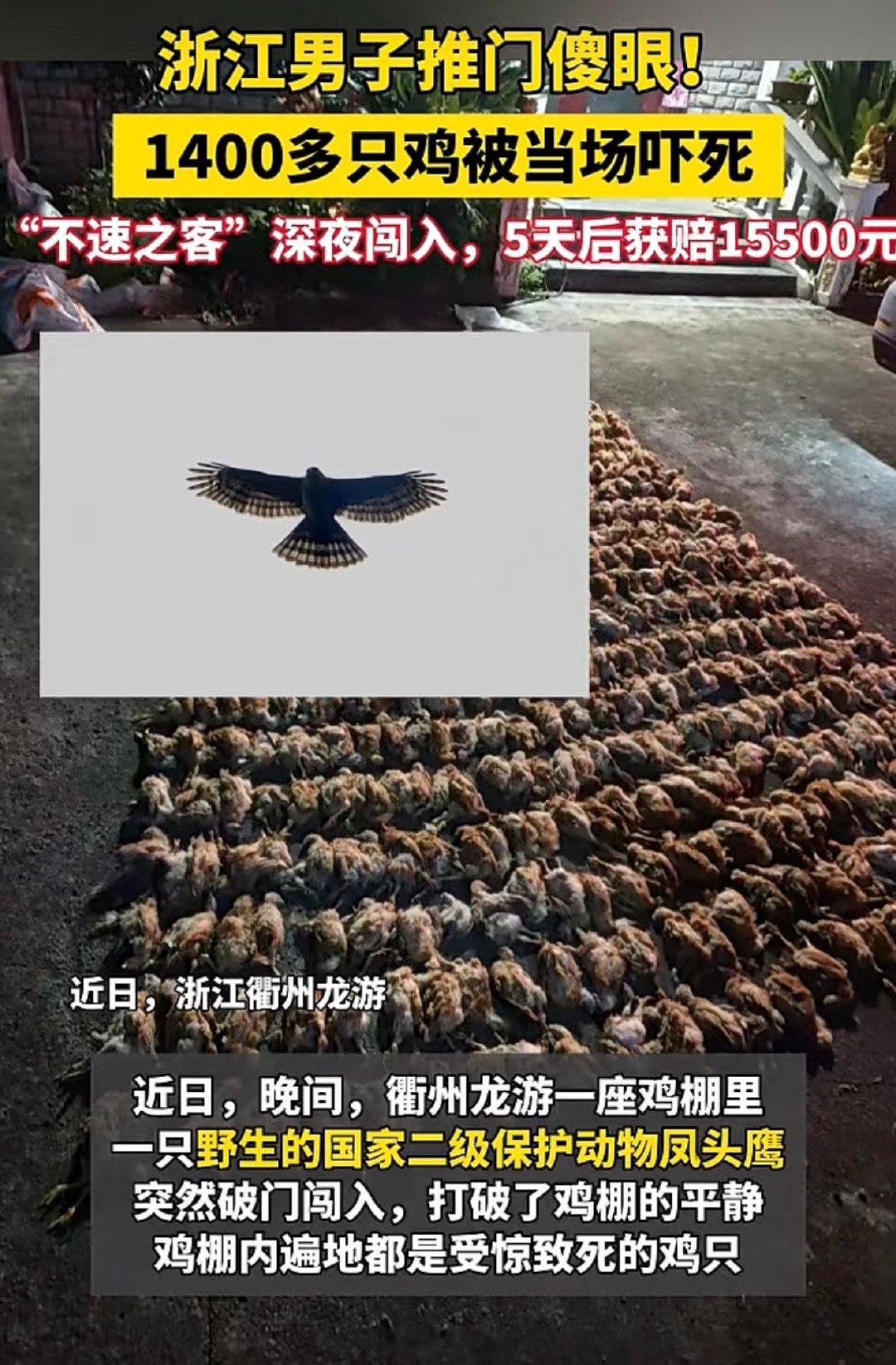 这就是天敌的厉害，做鸡做再久，进化多少代，还都是怕鹰🦅​