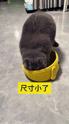 这视频我看了好几遍主人把猫窝尺寸给买小了，本来还想着第二天给它退掉。