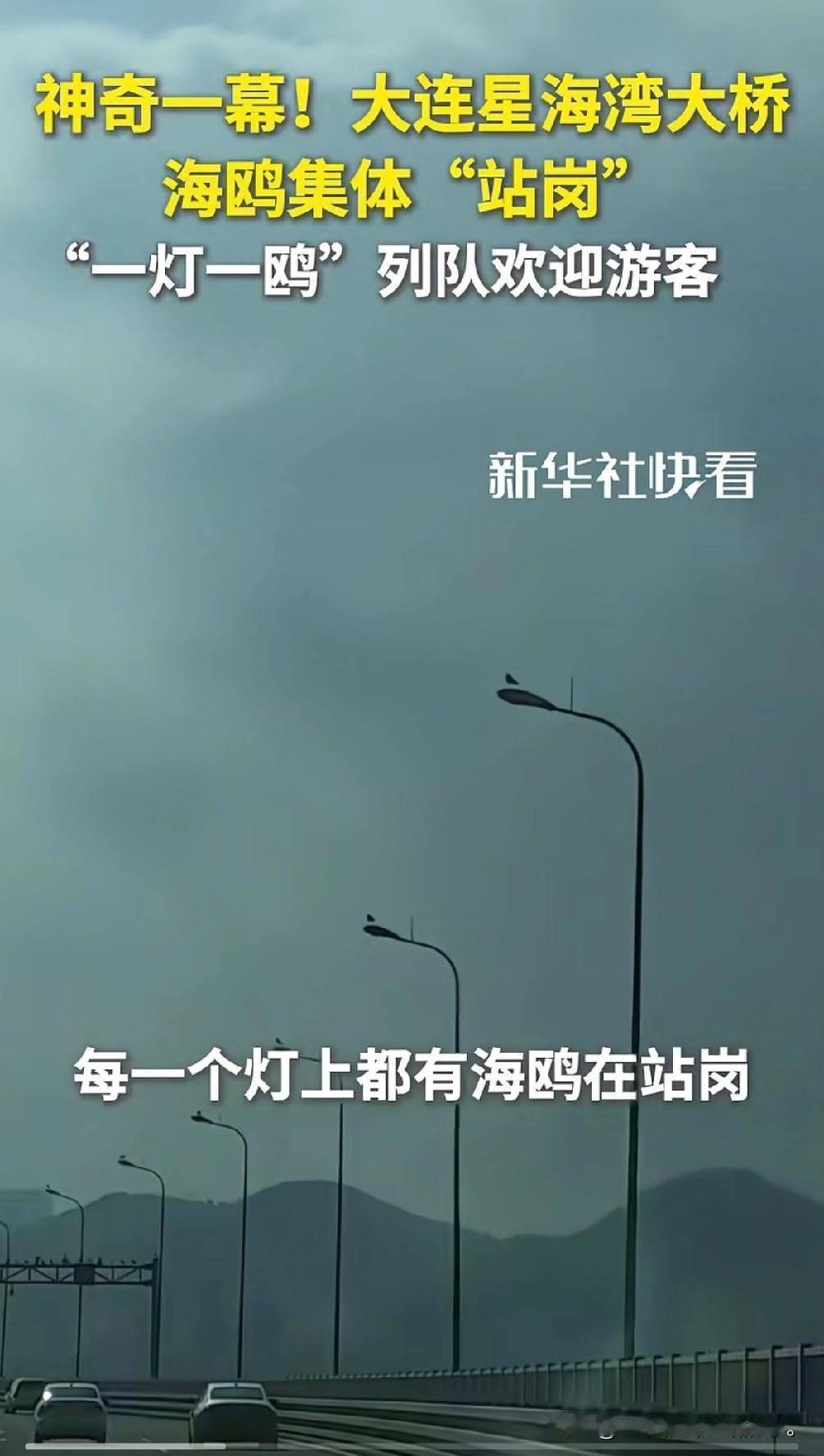“彻底解释了”，大连星海湾大桥，不知道什么时候开始出现了神奇的现象，每天每个