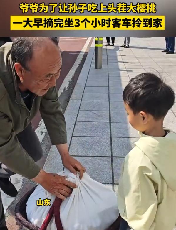 这就是隔代亲啊！山东，爷爷为了让孙子吃上头茬大樱桃，一大早刚摘完，直接就坐着3个